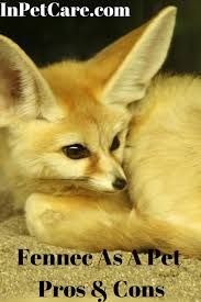 Fennec As A Pet Cute Wild Animals Fennec Fox Pet Pets
