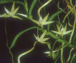 Image result for Angraecum erectum