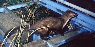 Steinmarder Stadtwildtiere