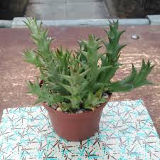 Image result for Orbea caudata