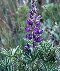 Silky Lupine Okanagan Xeriscape Association Hummingbird Plants Perennials Native Plants Lupine Flowers