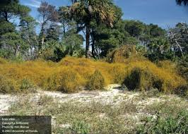 Image result for Cassytha filiformis