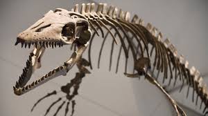 Dinosaur bones silhouettes, isolated objects. What S Wrong With Buying A Dinosaur Bbc News
