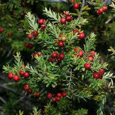 Image result for Polystachya pamelae