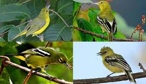 Burung cipoh kacat ( aegithina tiphia) 2. 4 Jenis Burung Sirtu Cipoh Beserta Gambarnya Lengkap