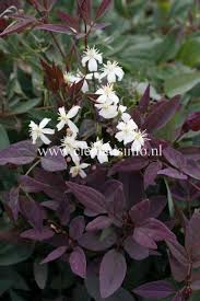 Image result for Clematis recta atropurpurea