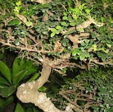 Maybe you would like to learn more about one of these? Tanaman Kawista Kerikil Tanaman Buah Perhiasan