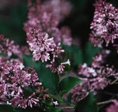 Lilac Miss Kim Lilac Shrubs Lilac Flowers
