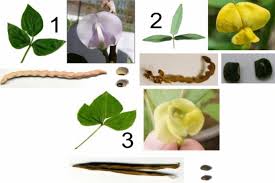 Image result for Vigna frutescens