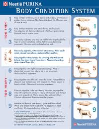 Fit Or Fat Your Pets Body Condition Score Bcs