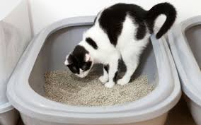 Housetraining For Kittens And Cats Vca Animal Hospital