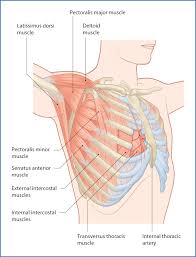 Learn about chest wall anatomy. Anatomy Of Chest Wall Anatomy Drawing Diagram