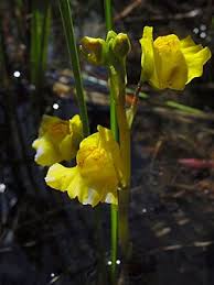 Image result for Utricularia andongensis