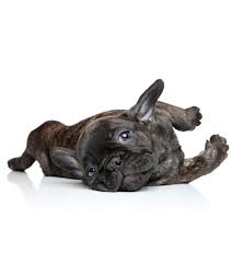 French bulldog puppy buyer info (pdf). Purebreadfl French Bulldog Puppies For Sale Find Right Puppy For Your Family