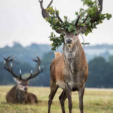 Pin By Cynthia Bobbett On Dears Animals Interesting Animals Animal Photography