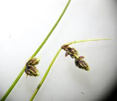 Image result for Isolepis setacea
