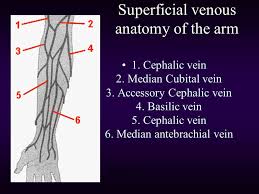 Cephalic Vein Iv