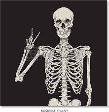 Freeart Fa39855441 Human Skeleton Skeleton Drawings Skeleton Art