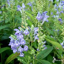 Image result for Scutellaria