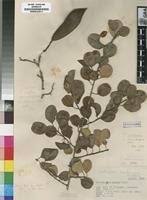 Image result for Erythroxylum zambesiacum