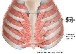 Have you got muscles outside rib cage : Don T Ignore The Intercostals The Lauterstein Conway Massage School