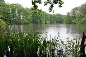 Etang des Marais - F&eacute;d&eacute;ration de P&ecirc;che de l'Allier