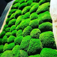 Mousse Boule Vegetal Stabilise Bu Lemurvert Mur Vegetal Vegetal Boule