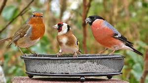 Birds For Cats To Watch Entertainment For Cats To Watch Birds A Video For Your Cat Bird Watching Birds Cats