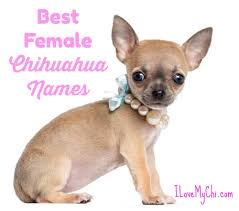 The best female dog names in different categories. Best Female Chihuahua Names I Love My Chi