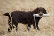 Boykin Spaniel Puppies For Sale by Boykin Spaniel Breeders ...