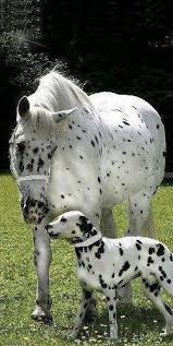 Sign In Cute Animals Animals Beautiful Horses