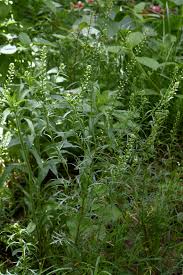 Image result for Lepidium bonariense