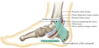 Muscles, tendons, and ligaments run along the surfaces of the feet, allowing the complex movements needed for motion and balance. Tarsal Tunnel Wikipedia