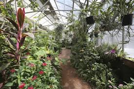 Butterflies fly from lewis ginter to tucson botanical gardens. Botanical Gardens Plans Expansion Of Kids Area Foothills Tucson Com
