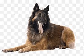 The belgian shepherd is actually considered four different breeds in the united states, the malinois, laekenois, tervuren, and groenendael if you want to broaden belgian shepherd to include the other breeds/varieties, then here are groenendaels and tervurens compared to gsds (belgians on top) Tervuren Png Images Pngegg