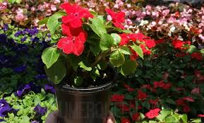 The home improvement retailer doesn't accept coupons from other retailers, however, they do accept coupons from manufacturers. Home Depot Memorial Day Sale Save Big On Flowers More