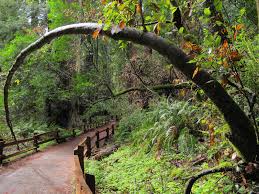 It has the best attack speed. Natural Tree Arch At The Forest Stock Image Image Of Lean Deviation 28540591