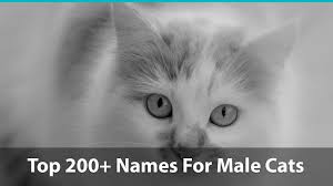 We countdown the best 100+ black and white cat names for females and males. Top 200 Names For Boy Cats Cute Funny Unique Pun Names