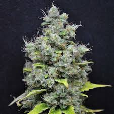 Feminized seeds are not available at the moment. Skunk Haze Cannabis Seeds