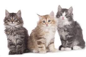 Ranges from white, black, red, cream, tabby to cinnamon. Breed Review Norwegian Forest Cats Argos Pet Insurance