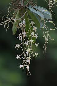 Image result for Aerangis collum-cygni