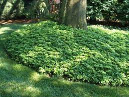 Check spelling or type a new query. Groundcovers Under Trees Planting Something Other Than Grass Under A Tree Pachysandra Around A Pin Oak Ground Cover Plants Lawn And Landscape Shade Plants