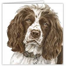 Image result for anglický špringršpaněl