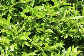 Image result for Buxaceae