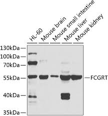 Get camel battery and save money on ideal performance. Fcgrt Protein Mybiosource