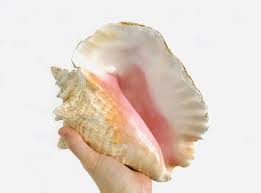 Pin On Oursin Coquillage