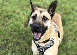 Essex RSPCA: 5 pets who are