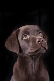Chocolate Labrador Retriever Puppy Labs Coolcanine Giftsfordoglovers Labradors Chocolatel Chocolate Labrador Retriever Labrador Retriever Labrador Puppy