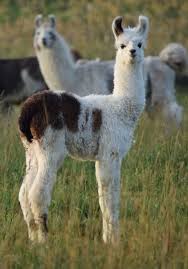 Image result for llama