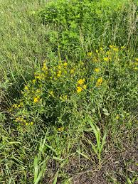 Image result for Heterocentron macrostachyum